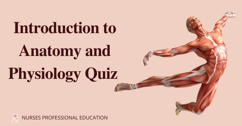 Introduction to human body as a whole Quiz